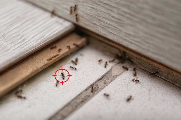 Best Pest Removal Services  in Vassar College, NY