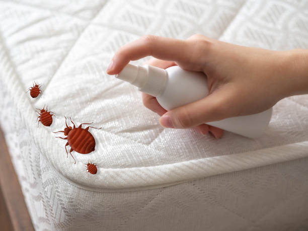 Wasp Removal Services in Vassar College, NY